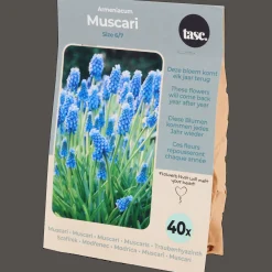Semis Et Plantes*Action Bulbes à fleurs