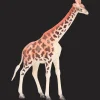 Jeux*Action Figurine d'animaux sauvages