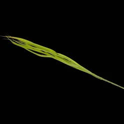 Plantes Et Fleurs Artificielles*Action Panache artificiel