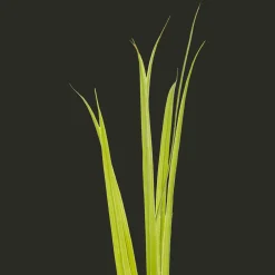 Plantes Et Fleurs Artificielles*Action Panache artificiel